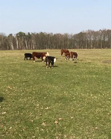 Natuur-like Glamping In Bosland